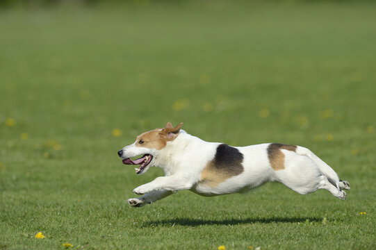 Jack Russell Terrier Running in Meadow, Bavaria, Germany