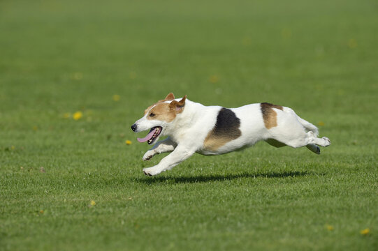 Jack Russell Terrier Running in Meadow, Bavaria, Germany
