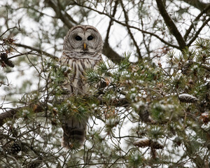 The barred owl, also known as the northern barred owl, striped owl or, more informally, hoot owl. Raptor is perched high in a line tree looking down at the photographer. This bird has dark black eyes.