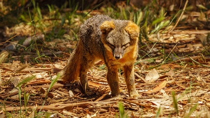 Naklejka na ściany i meble Island Fox on Channel Islands National Park, Santa Cruz Island California, USA
