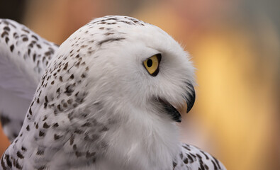 The snowy owl, also known as the Polar, and the Arctic owl it is a large white bird. Females or immatures are white with dark throughout except the face which is always white. A close up head shot