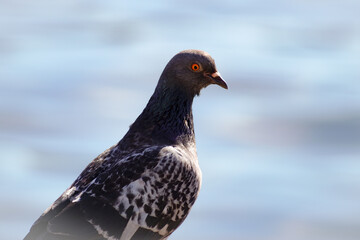 close up of a pigeon