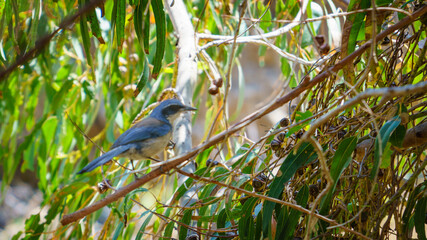 Island Scrub Jay on Channel Islands National Park, Santa Cruz Island California, USA