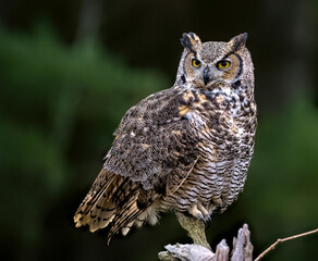 Great Horned Owl Perched,  green forest background.