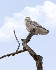 The snowy owl, also known as the Polar or Arctic owl it is a large, white bird.  Females or immatures are white with dark throughout except the face which is always white. Female perched in a tree.