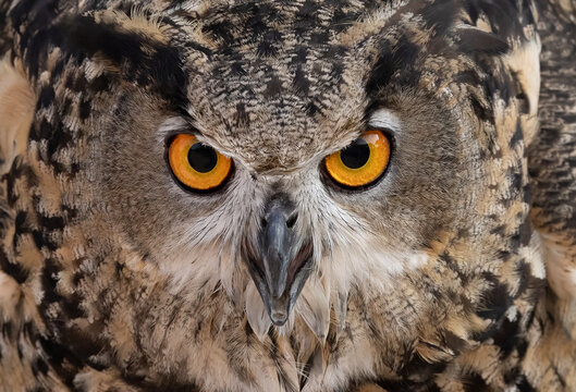The Eurasian eagle owl is a species of eagle owl that resides in much of Eurasia. Very large and powerful owl with obvious ear tufts, deep orange eyes, and finely streaked pale buffy underparts. 