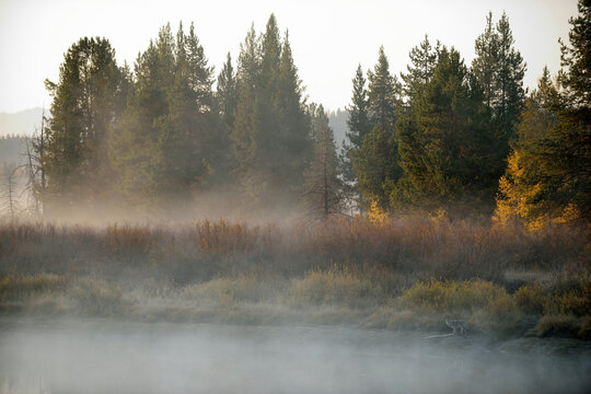 Coyote (Canis latrans) at Water Edge on Foggy Morning, Snake River, Grand Teton National Park, Wyoming, USA