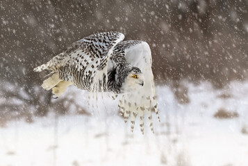 The snowy owl, also known as the Polar, and the Arctic owl it is a large, white bird.  Females or immatures are white with dark throughout except the face which is always white. Female owl in flight.