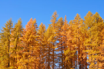 European Larch (Larix decidua) Forest in Autumn Foliage, Dolomites, Alps, Italy