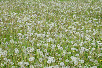 Dandelion (taraxacum officinale) seed heads (Dandelion clocks) in meadow. Bavaria, Germany.