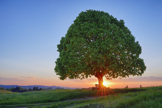 Lime tree (tilia) and park bench in meadow at sunset, spring. Irschenberg, Miesbach, Bavaria, Germany.