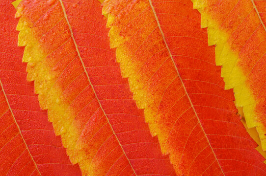Close-up of autumn leaves of a Staghorn Sumac - Vinegar Tree (Rhus typhina) in Bavaria, Germany, Europe
