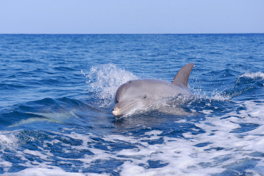 Bottlenose dolphin (Tursiops truncatus) at water surface in the Caribbean Sea at Roatan in the Bay Islands of Honduras