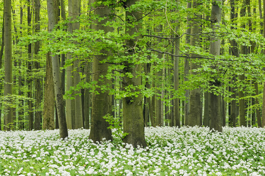 Ground cover of ramsons (Allium ursinum) in a beech tree (fagus sylvatica) forest in spring with lush green foliage in the Hainich National Park in Thuringia, Germany