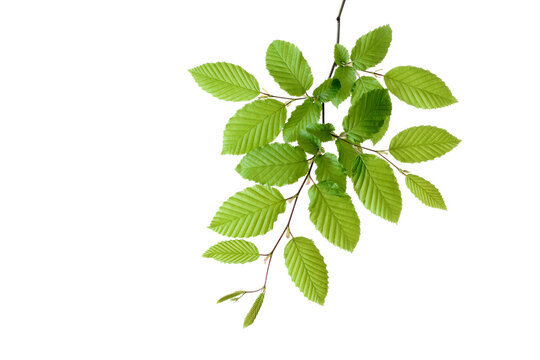 Branch of European Hornbeam (Carpinus betulus) with fresh foliage in spring on a white background, Germany