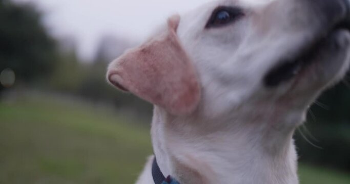 Portrait of labrado dog in the park outdoor waiting