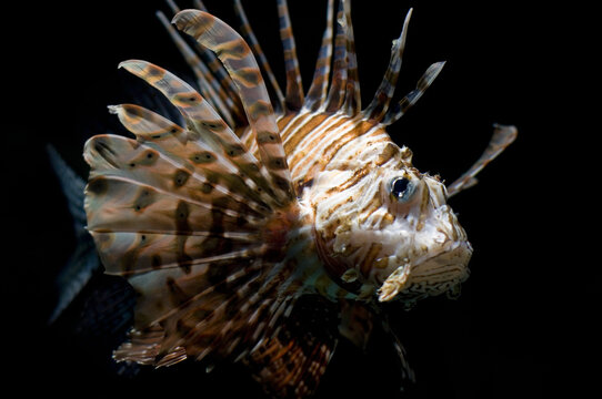 Portrait of Lionfish