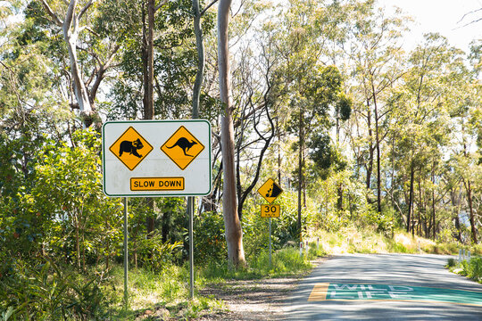 koala and kangaroo wildlife warning signs