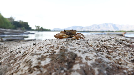 Cangrejo de Rio