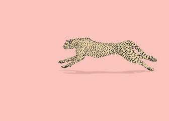 Running cheetah. Cheetah collection. Vector illustration of cheetah in pose actions: lies, sitting, standing, walking and running. Isolated vector
