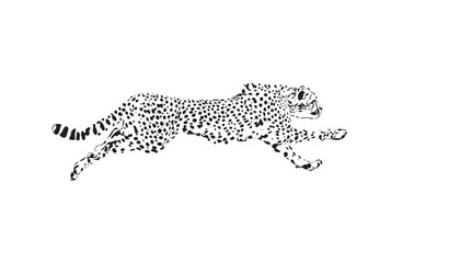 Running cheetah. Cheetah collection. Vector illustration of cheetah in pose actions: lies, sitting, standing, walking and running. Isolated on white vector - obrazy, fototapety, plakaty