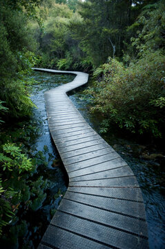 Winding Boardwalk through Forest, Pohara, Golden Bay District, Nelson Region, South Island, New Zealand