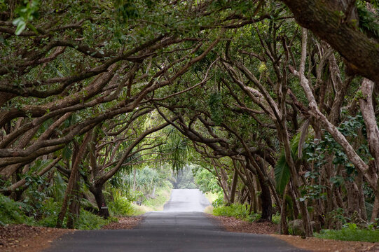 Tree Lined Road, Hawaii, USA