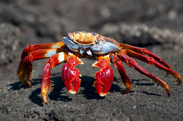 Sally Lightfoot Crab, Galapagos Islands, Ecuador