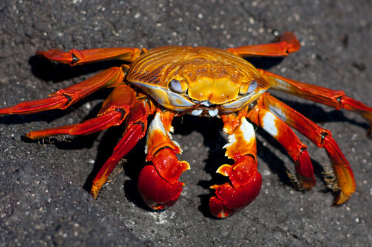 Sally Lightfoot Crab, Galapagos Islands, Ecuador