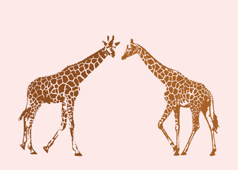 african giraffe animals with long neck flat design. Realistic drawing, animals. isolated on color background vector illustration