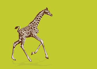 african giraffe animals with long neck flat design. Realistic drawing, animals. isolated on color background vector illustration