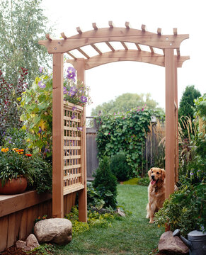 Backyard Trellis with Dog