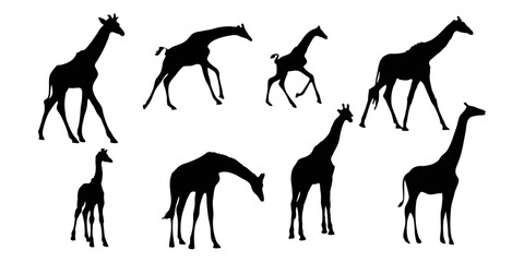 Set of vector silhouettes of giraffes. giraffe on isolated background vector graphics Black and white carved giraffe. Giraffe.