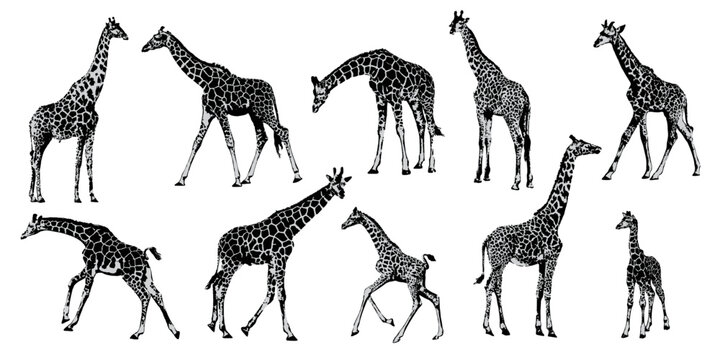 Set of vector silhouettes of giraffes. giraffe on isolated background vector graphics Black and white carved giraffe. Giraffe.
