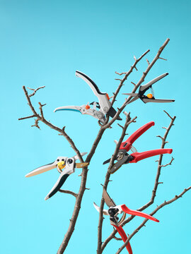Pruners Cutting Branches while Floating in Mid Air, Studio Shot