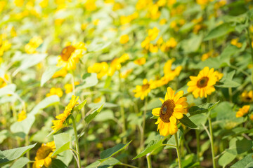 Sunflower field with bee in garden