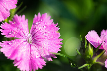 Close up macro beautiful pink flower