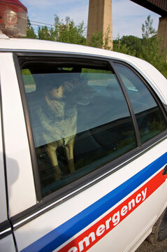 Police Dog in Backseat of Police Car