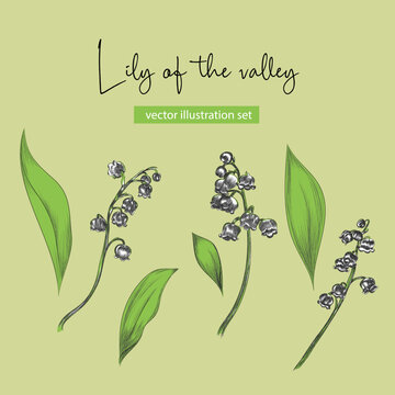 Set of Lily of the valley flower vector illustration. Illustration of flowers, leaf. Hand-drawn illustration.