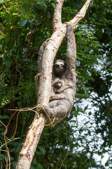 Fototapeta premium Ein Faultier Weibchen mit einem Baby, dass sich am Bauch festklammert, klettert einen Baum herab im parque natural metropolitano in Panama