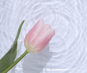 Pink tulip in water with shadows. Top view