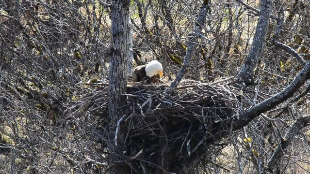 A mother bald eagle sits in her eagle nest and attends to her baby eagle chick