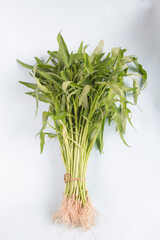 front view, bunch of Water spinach or Kangkung isolated on white background