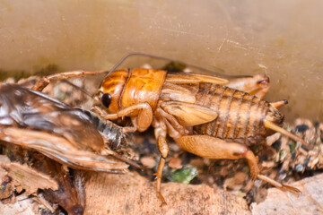 House cricket (Acheta domestica) on egg pack. Wild life animal.