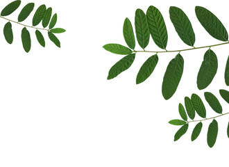 green leaf isolated on white background