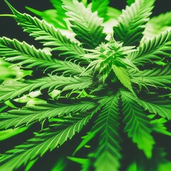 Marijuana / cannabis plant with green leaves . Generative AI
