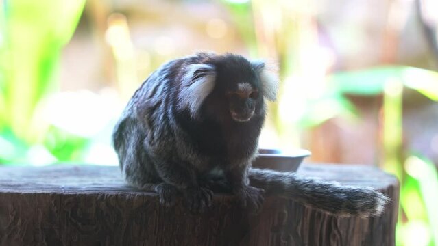 Close up shot of a common marmoset, callithrix jacchus in captivity, wondering around its surrounding environment, hoping to escape the place.