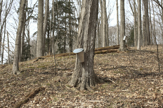 Harvesting Sap from Maple Tree in Spring, King City, Ontario, Canada