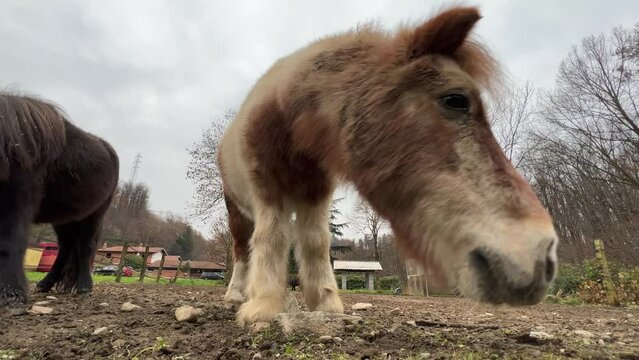 Low angle ground surface point of view of beautiful brown pony