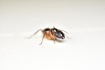 close up three ant on white background.
